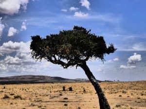 Single tree in baren landscape